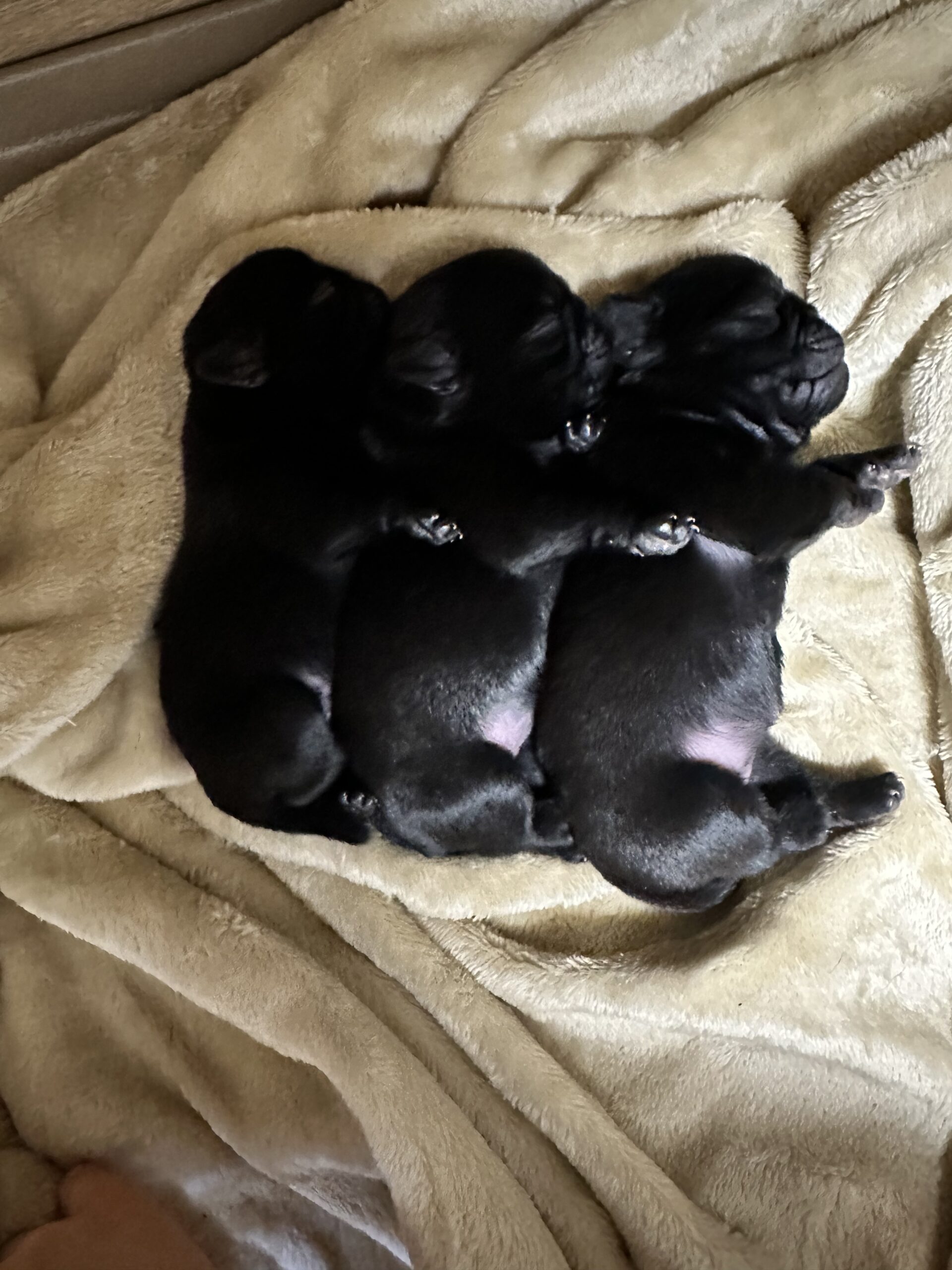 ♪ティータイムパグちゃん*黒パグぐちゃん♪【ハンカチリクエスト受付】 パグちゃん 黒パグちゃん（3/2）目が開きました♪ | ワンちゃんと