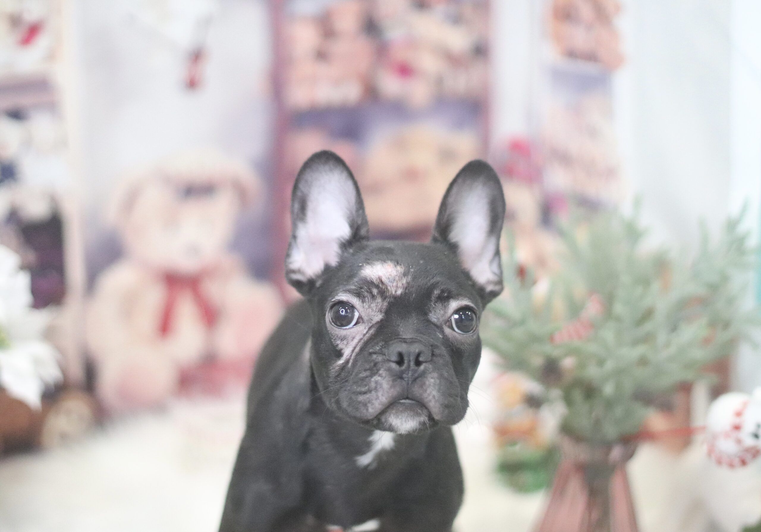 かぼすくん✨うちの子になりました✨ – DOG HOUSE COTO